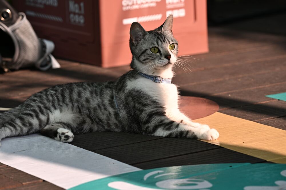 猫伝染性腹膜炎（FIP）と言われたら知っておきたいこと