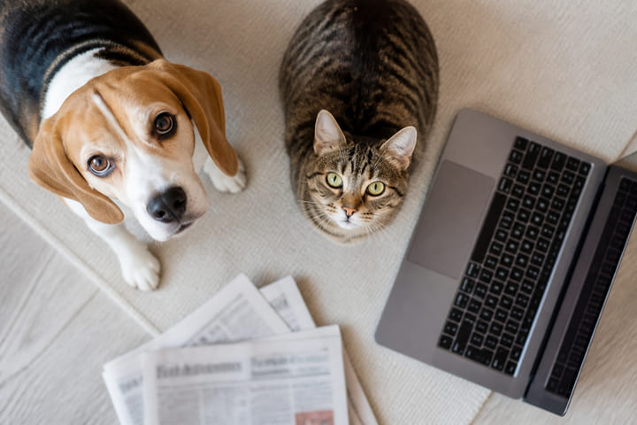 保護犬・保護猫の問題を「わが家の備え」から考える～その子の未来を、ひとりで抱え込まないために