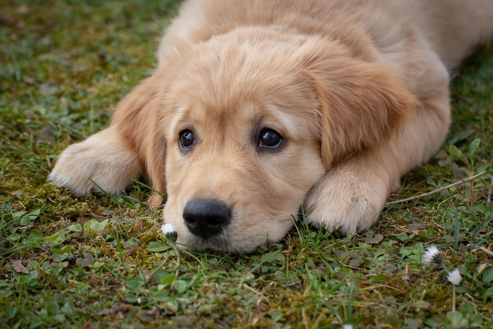 犬の「分離不安」を知っていますか？―恐怖や不安に関連する問題行動へのアプローチ―