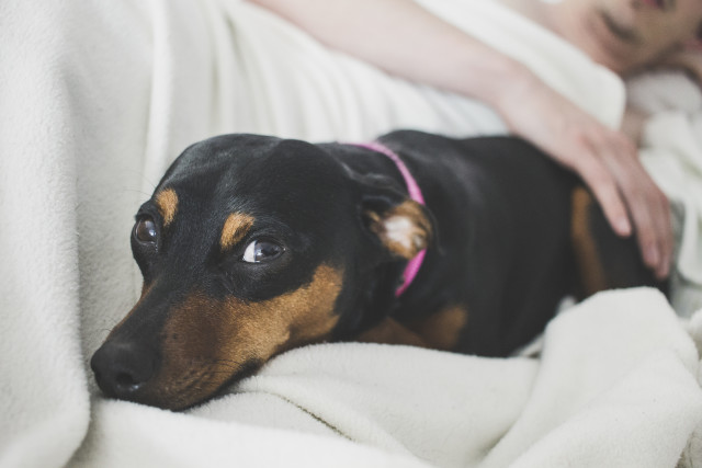 犬の食物アレルギーかも？～除去食療法を始める前に知っておきたいこと