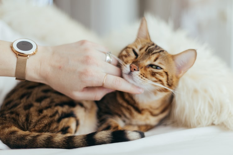 猫のあごに黒いブツブツ…アゴニキビの原因とケア
