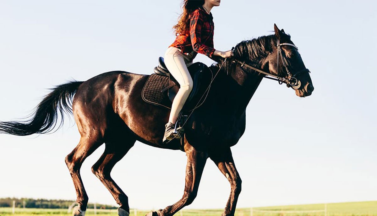 競走馬はなぜ胃潰瘍になりやすいのか？